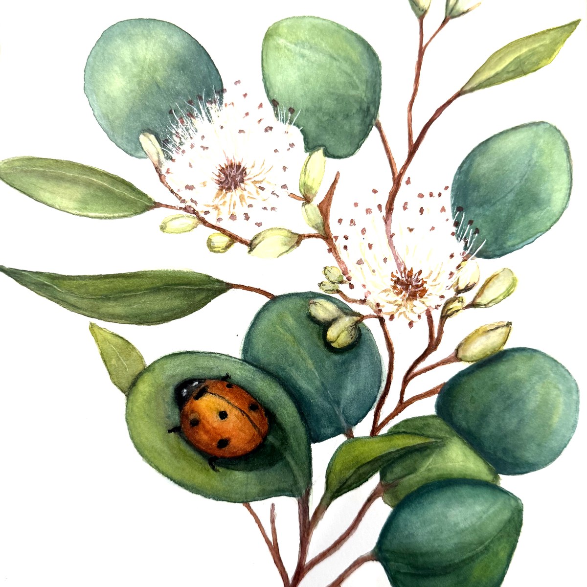 Eucalyptus and ladybug watercolor