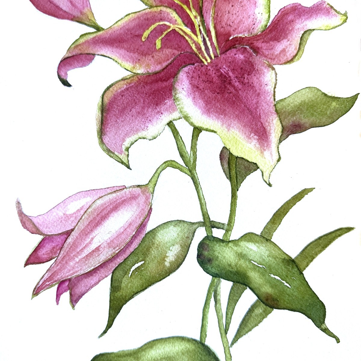 Pink Lily watercolor