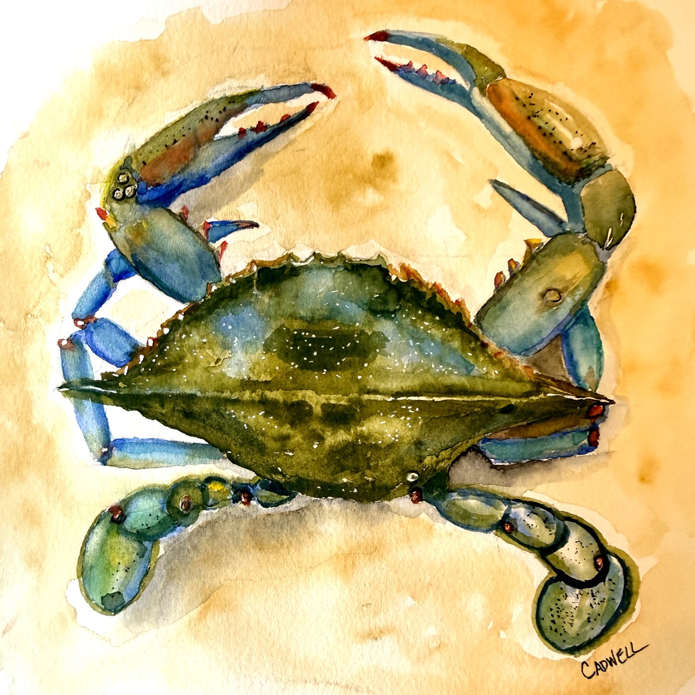 Blue crab watercolor