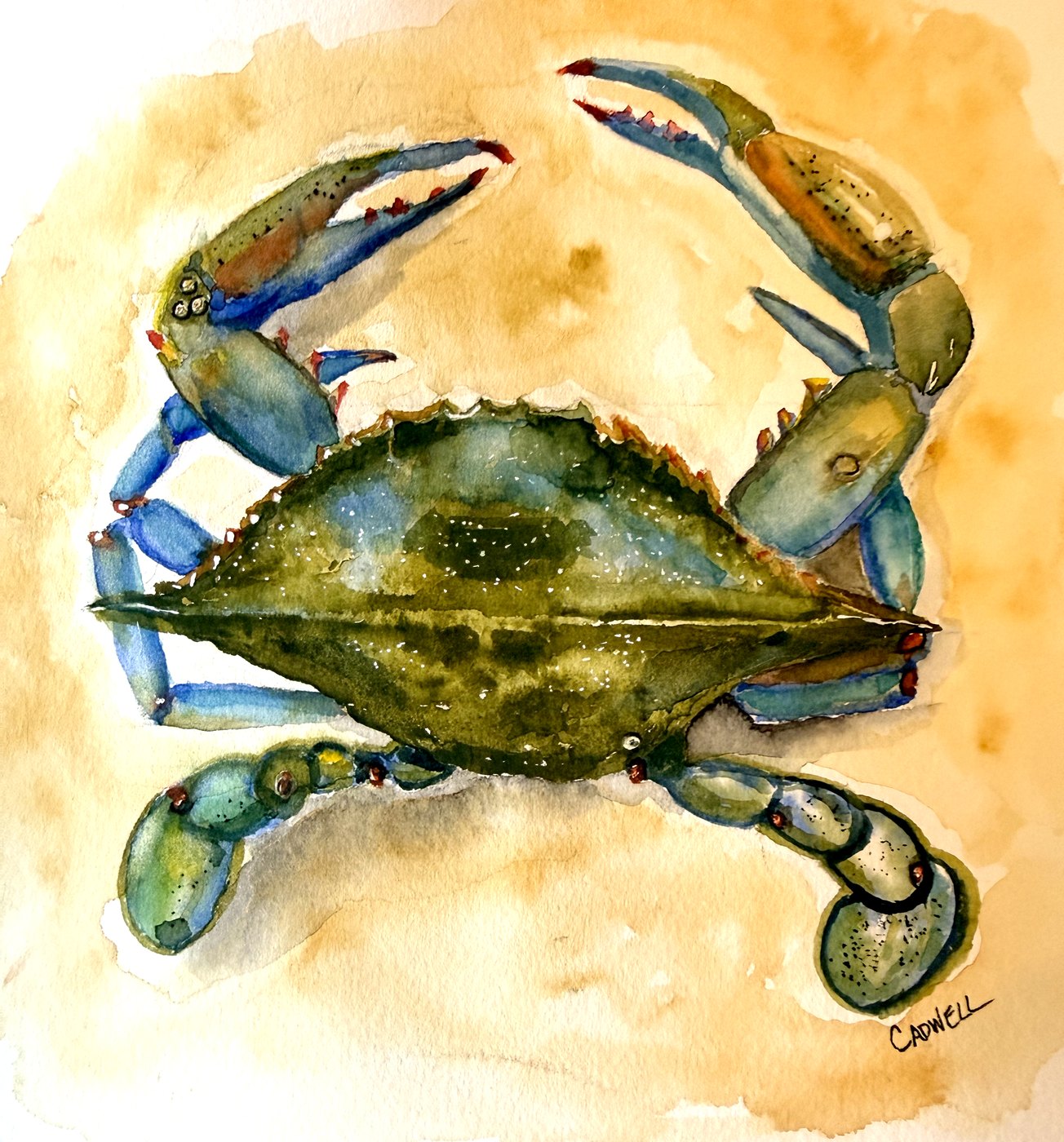 Blue crab watercolor