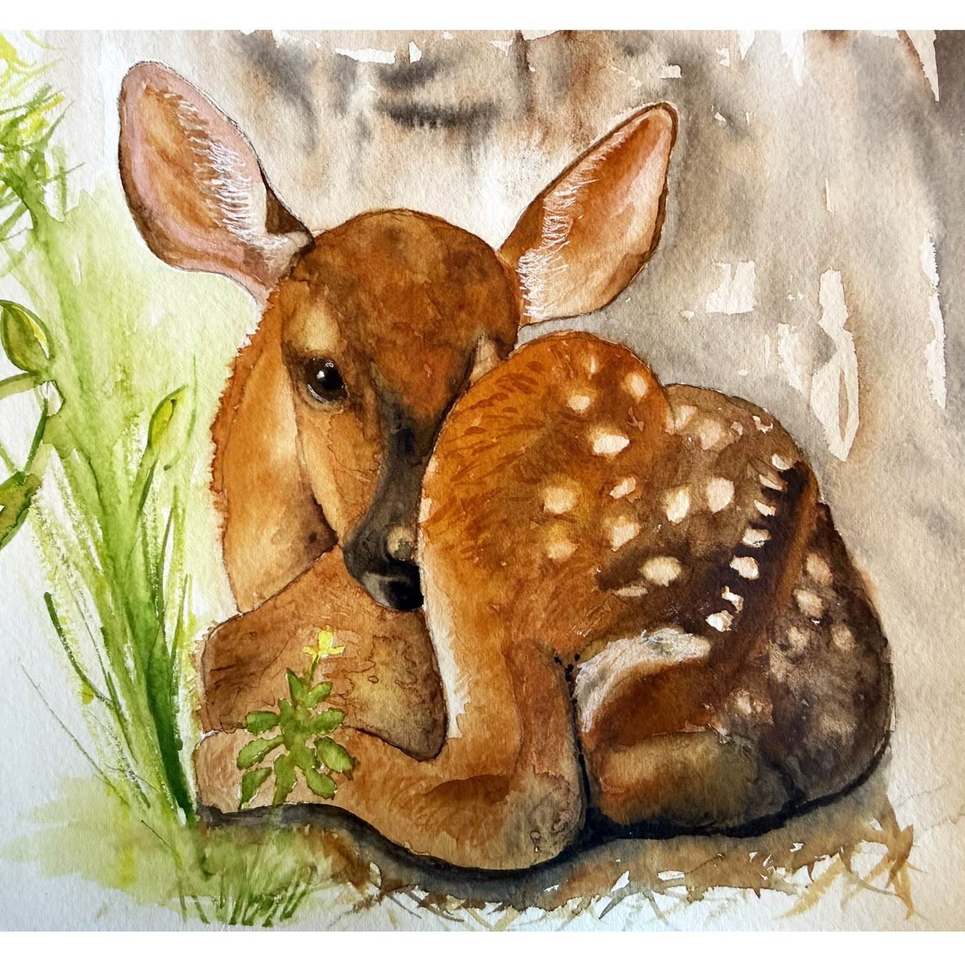 Fawn watercolor