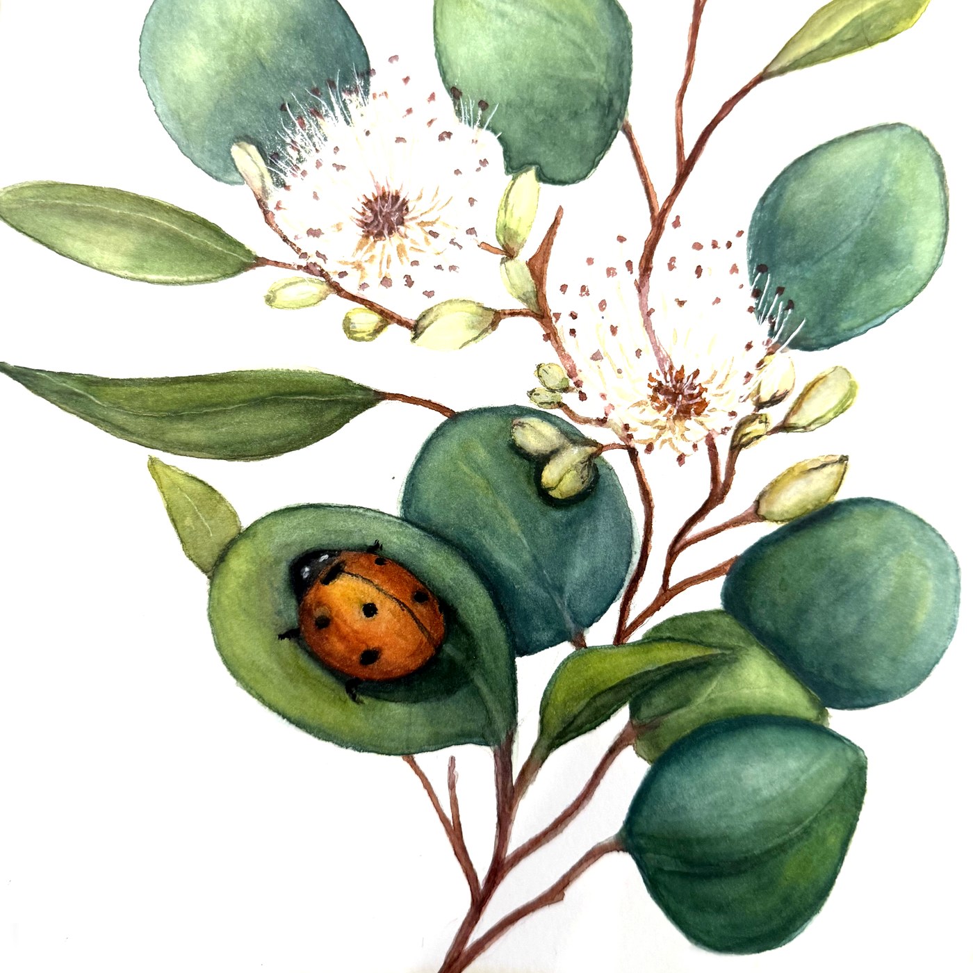 Eucalyptus and ladybug watercolor