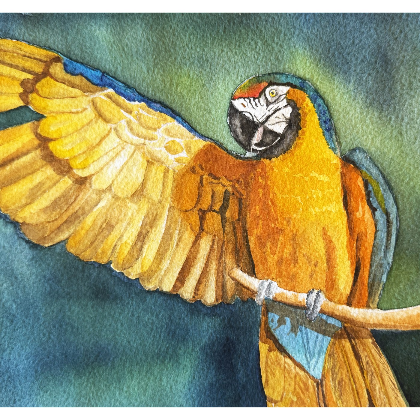Macaw parrot watercolor