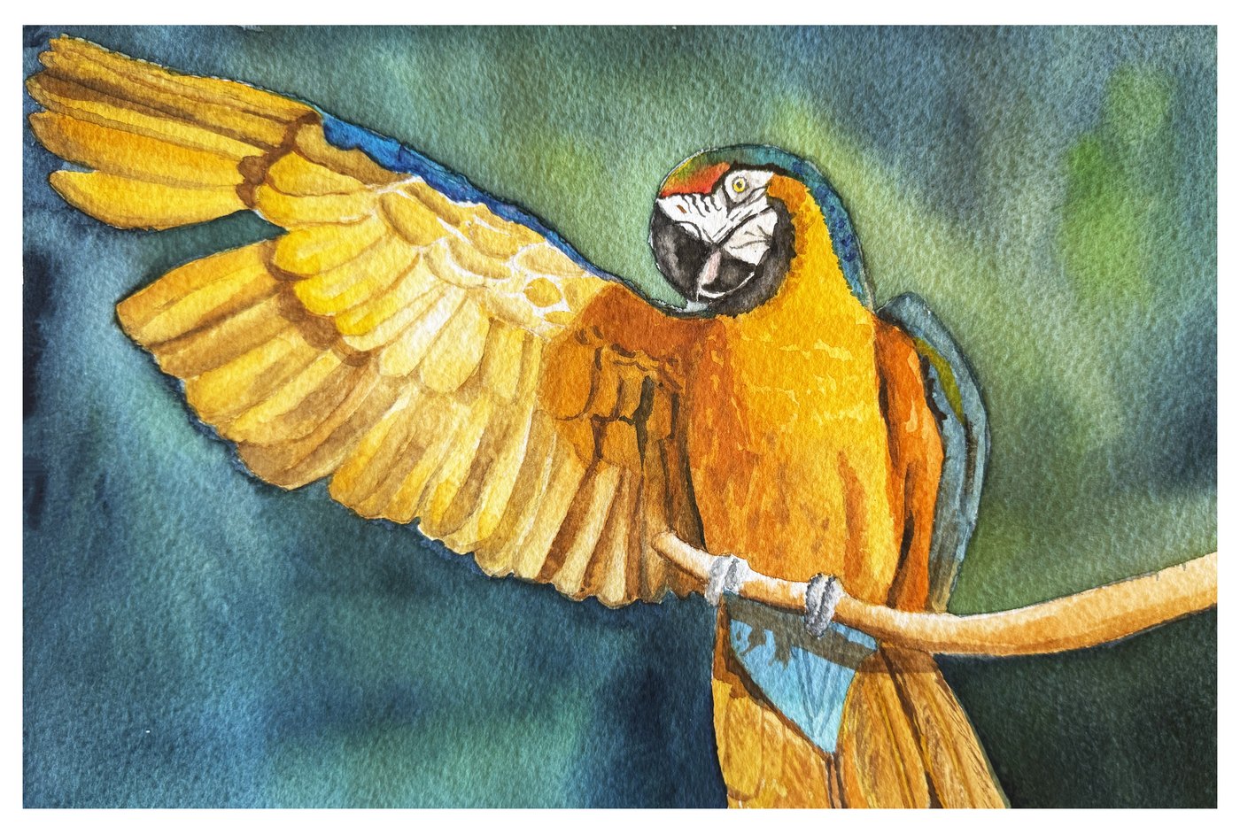 Macaw parrot watercolor