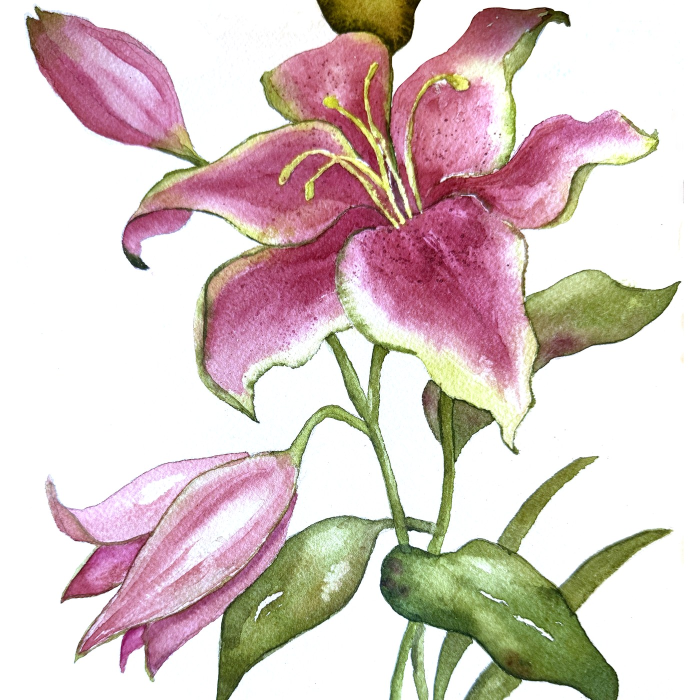 Pink Lily watercolor