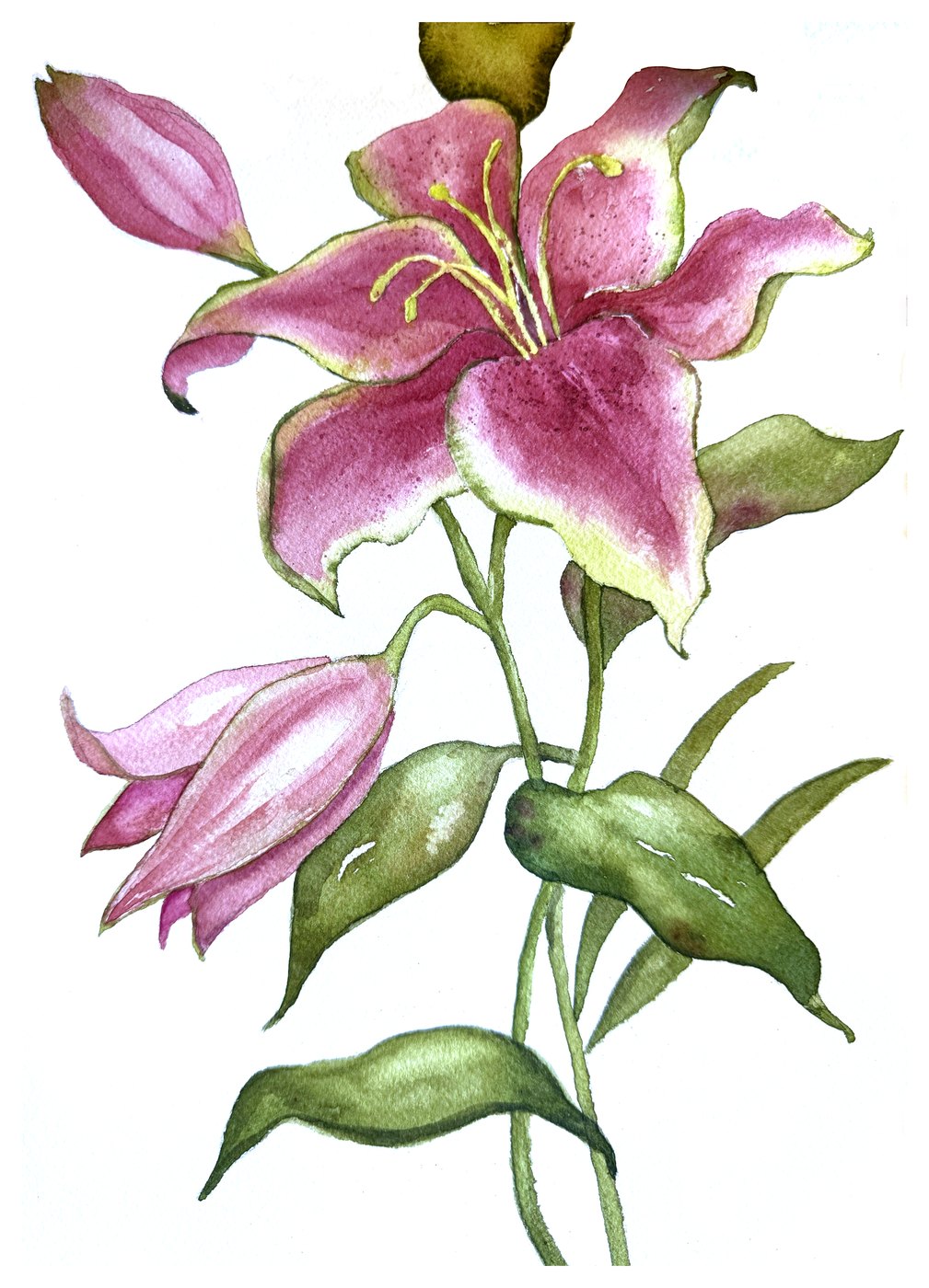 Pink Lily watercolor