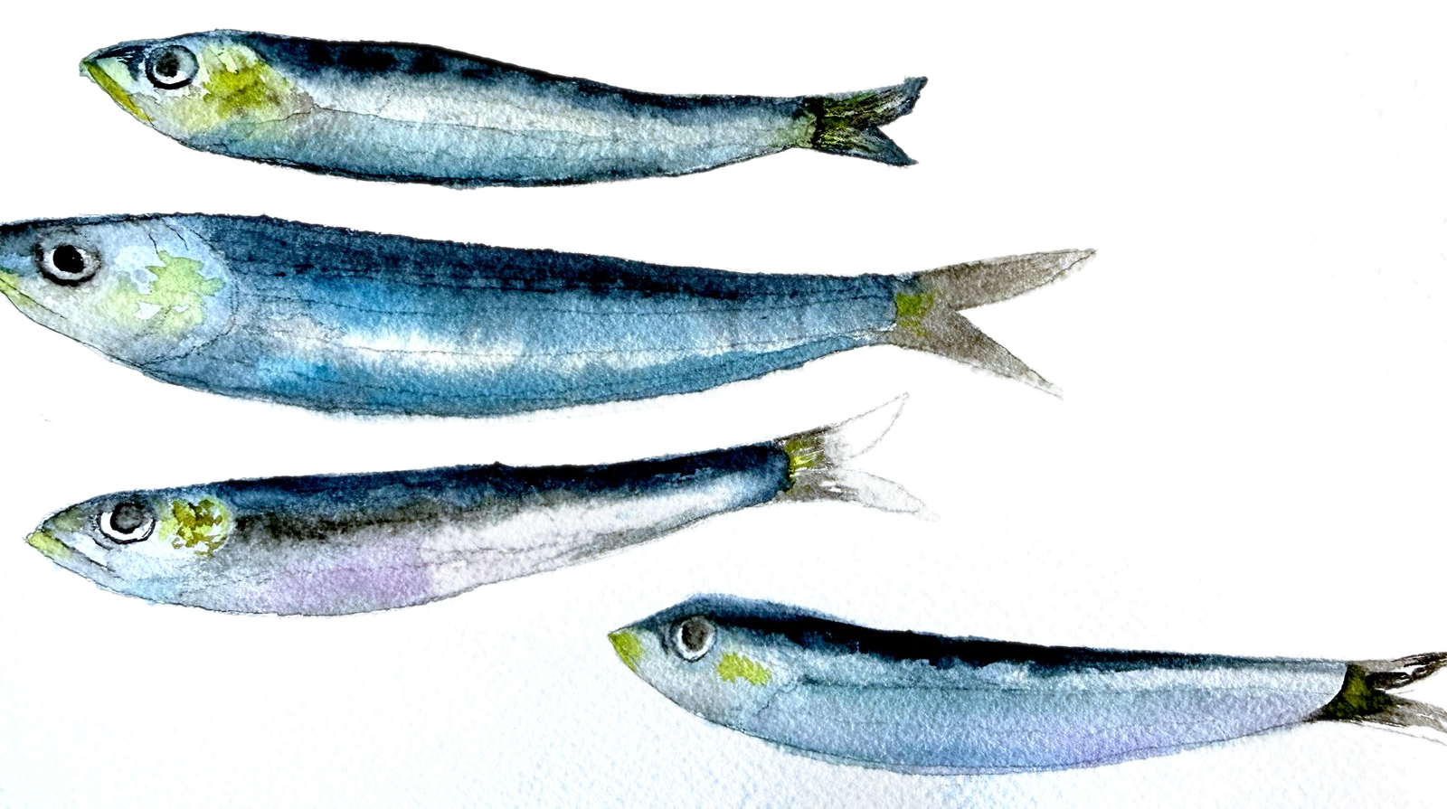 Four sardines, watercolor study