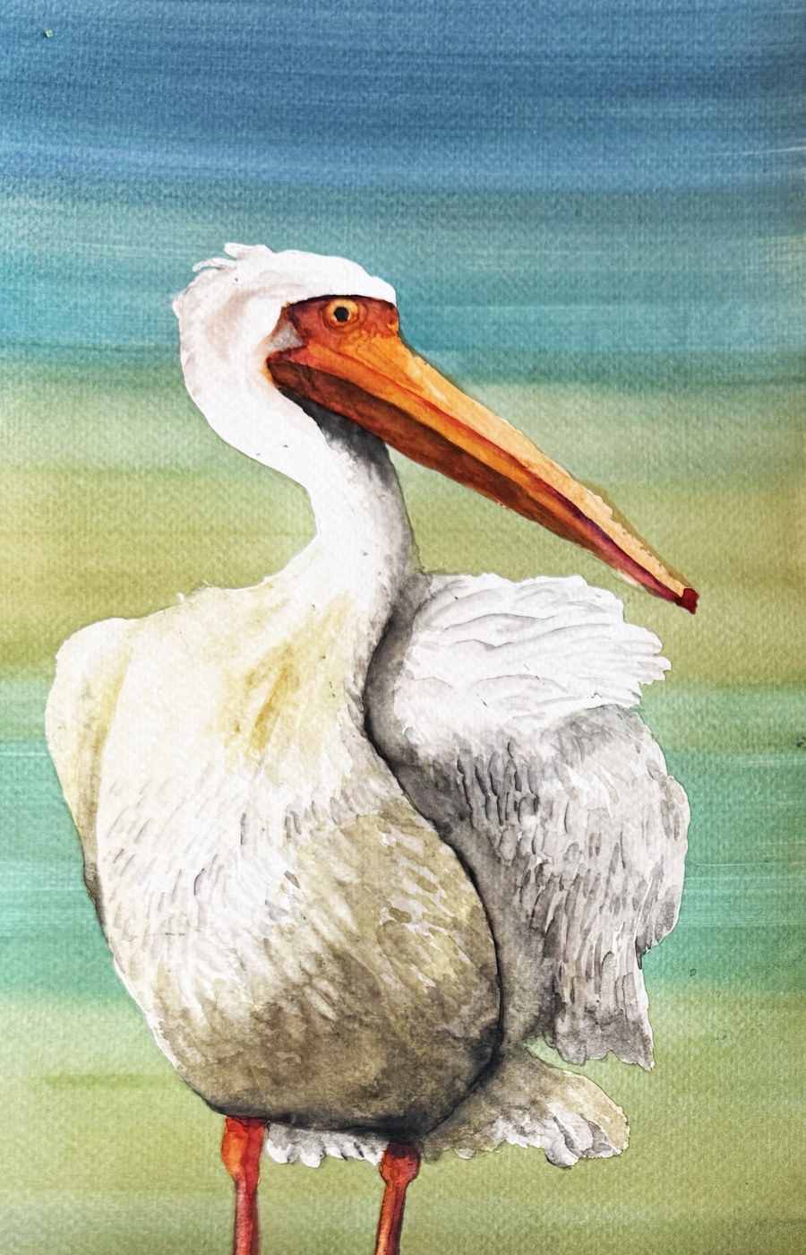 White pelican watercolor