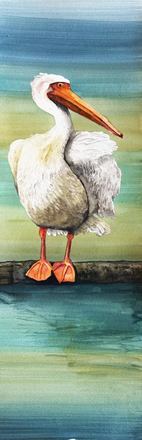 White pelican watercolor