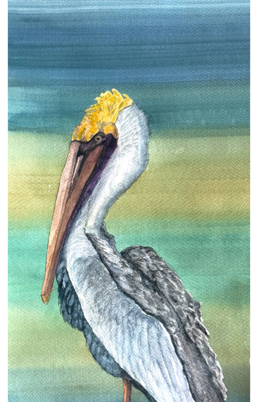 Brown pelican watercolor