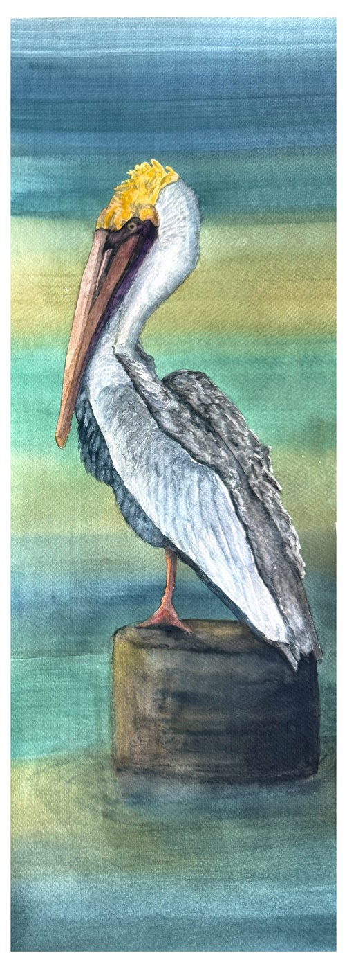 Brown pelican watercolor