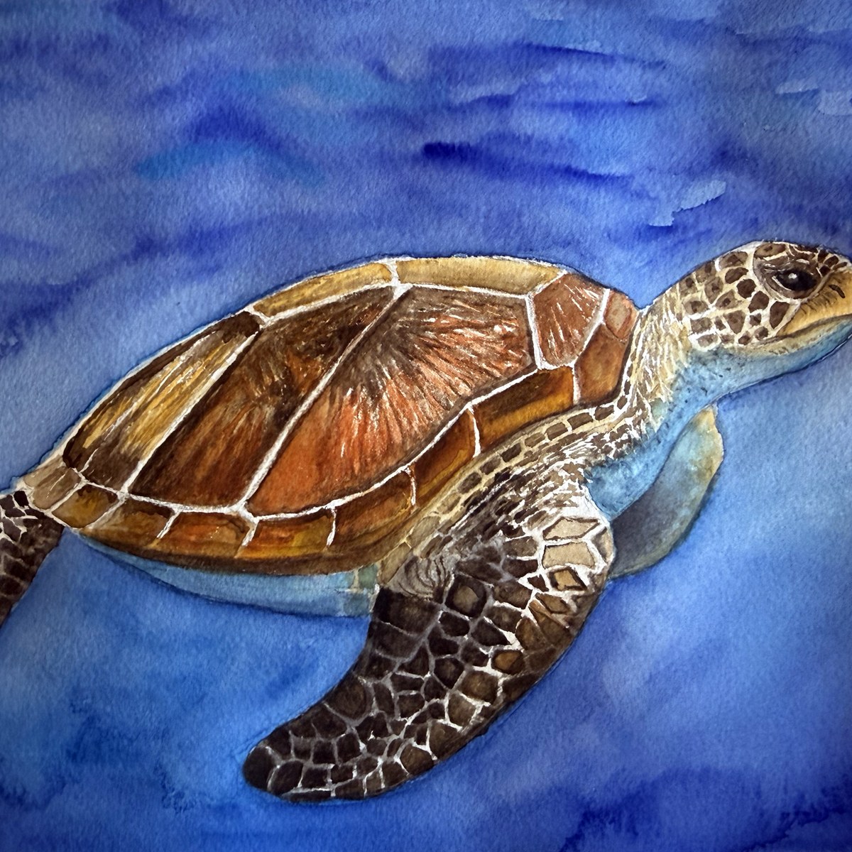 Sea turtle watercolor